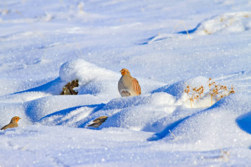 Winter and partridges. Winter nature background. Grey Partridge. Perdix perdix.