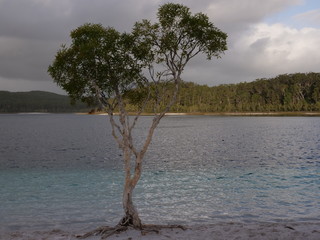 tree on the shore of lake mckenzie fraser island