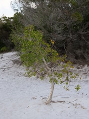 tree on beach