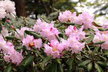 ツクシシャクナゲ