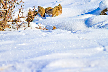 Winter and partridges. Winter nature background. Grey Partridge. Perdix perdix.