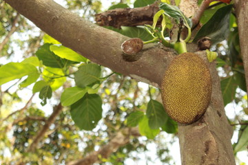 jackfruit on tree