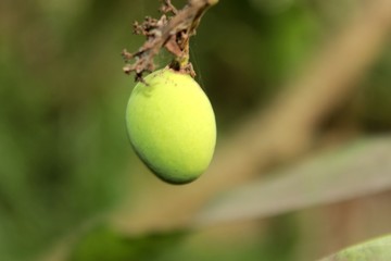 Obraz premium green mango on a tree