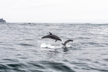 Obraz premium Common bottlenose dolphin in Atacama Desert coast at Chañaral Island. Jumping dolphins playing during a boat trip at Chilean Atacama Desert, an amazing sea wild life to enjoy on a wild environment