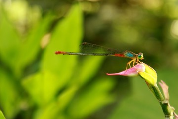 dragonfly on leaf