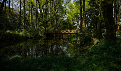 Fototapeta na wymiar Natural scenery photographed in the park