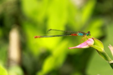 dragonfly on a leaf