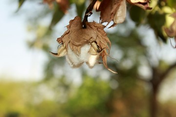 Ripe Cotton bud crop in full bloom
