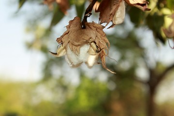 Ripe Cotton bud crop in full bloom