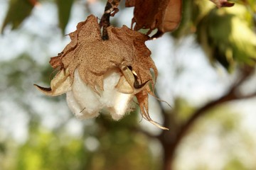 Ripe Cotton bud crop in full bloom