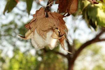 Close up Cotton bud crop - landscape with copy space, India