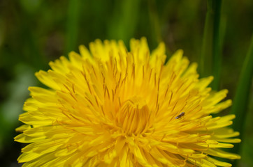 笑顔のたんぽぽ