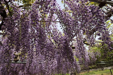かざはやの里　藤まつり