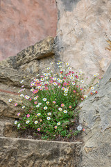 Beautiful colorful flowers growing on ancient stone stairs leading to castle. Symbol of strength and hope.
