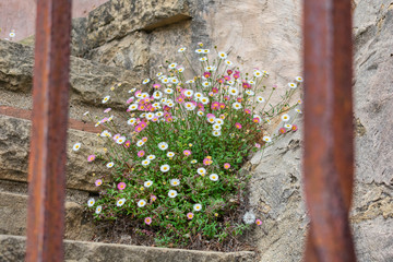 Beautiful colorful flowers growing on ancient stone stairs behind blurred rusted bars. Symbol of strength and hope.