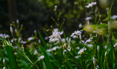 Flowers blooming in the sunset