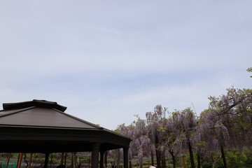 かざはやの里　藤まつり