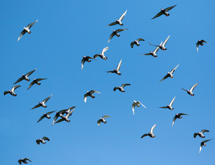 flock speed racing pigeon bird flying against clear blue sky
