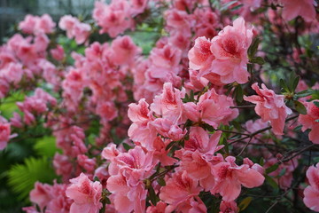 Side view of autumn belle azalea bush