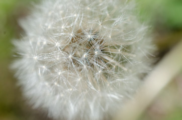 Fototapeta premium タンポポパラシュート部隊