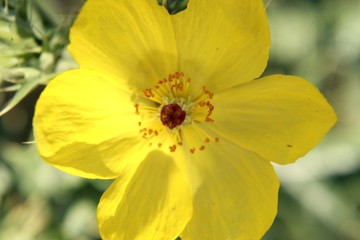 Mexican prickly poppy, flowering thistle