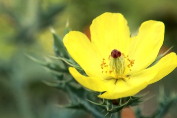 Argemone mexicana (Mexican poppy, Mexican prickly poppy, flowering thistle, cardo or cardosanto)