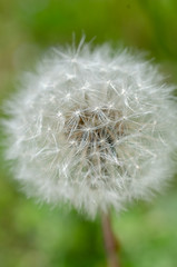 Fototapeta premium タンポポパラシュート部隊