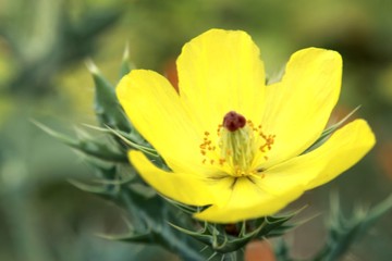 Argemone mexicana (Mexican poppy, Mexican prickly poppy, flowering thistle, cardo or cardosanto)