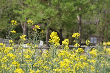セイヨウアブラナの花