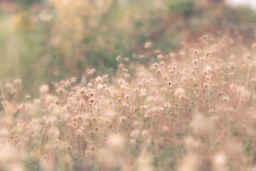flower field, meadow wild vintage dandelion in summer nature morning grass beauty garden light