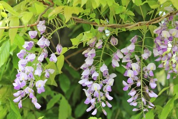 かざはやの里　藤まつり