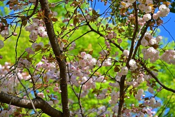 木漏れ日浴びて咲く淡いピンクの八重桜