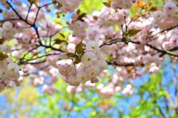 木漏れ日浴びて咲く淡いピンクの八重桜