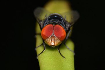 Flies are insect animals, the shape of a round eye is textured like a brownish red net