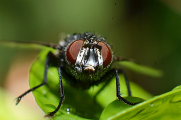 Flies are insect animals, the shape of a round eye is textured like a brownish red net