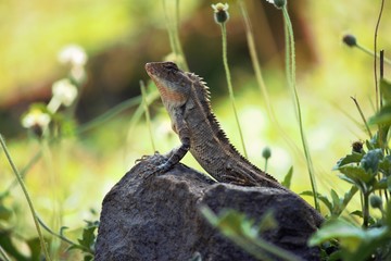 lizard on a rock