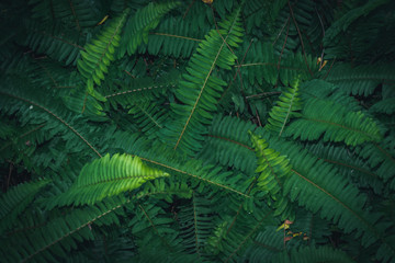 Fototapeta na wymiar Nature surface background leaf green plant texture greenery spring