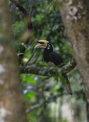 Oriental Pied Hornbill