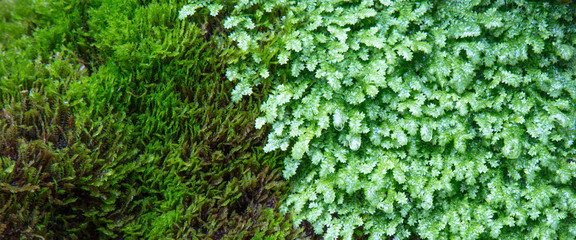 Fundo verde com plantas