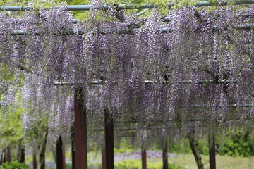 かざはやの里　藤まつり
