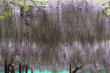 かざはやの里　藤まつり