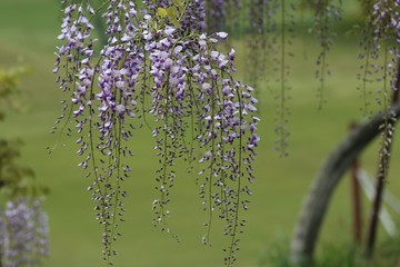 かざはやの里　藤まつり