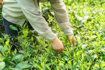 Fototapeta premium Tea plantation with Vietnamese woman picking tea leaves and buds in early morning
