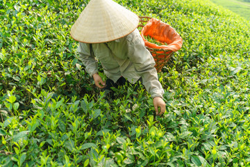 Tea plantation with Vietnamese woman picking tea leaves and buds in early morning