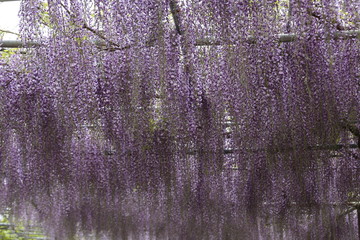 かざはやの里　藤まつり