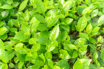 Naklejka na ściany i meble Fresh green tea leaves and buds in a tea plantation in morning