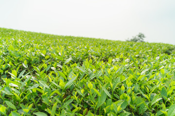 Fresh green tea leaves and buds in a tea plantation in morning