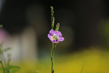 Bee On flower in garden