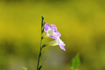 Purple blue flower with clean background  in garden