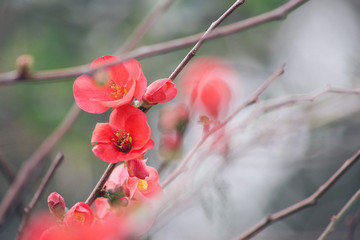 Pequeñas flores rojas